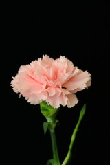 Carnation