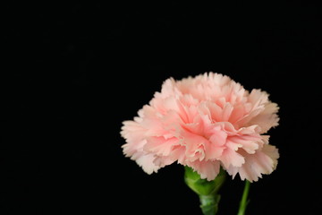 Carnation