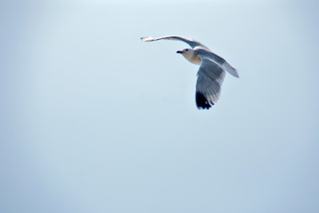 gaviota volando