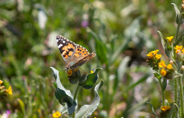 Butterfly Pink Lady