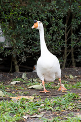 White goose walk on green grass background