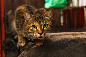 Brown cat looking at camera, close-up, India