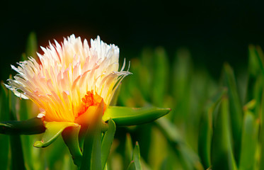 Obraz premium close up or macro photo of white Gazania flower on the black ground