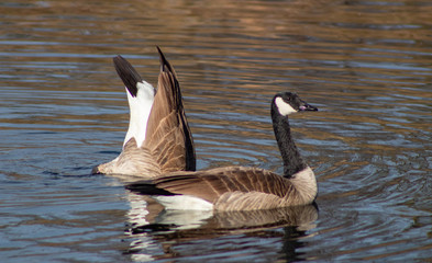 Birds and Nature of California
