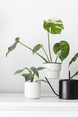 Fototapeta na wymiar Modern houseplants in white pots and black watering can with white wall, minimal creative home decor concept, Monstera Deliciosa Variegata Thai Constellation and Philodendron Hastatum