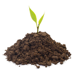 Small sprout in black soil.