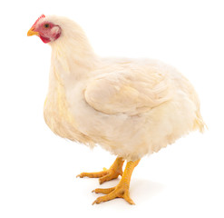 White hen isolated.
