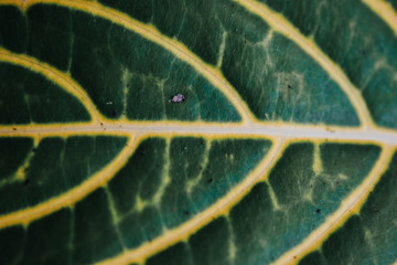 Abstract,Dark night tree background. beautiful wallpaper.