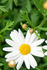 Obraz premium カンシロギク