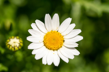 Fototapeta premium カンシロギク