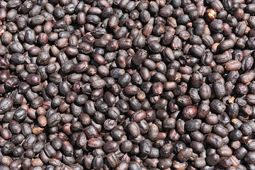 Coffee beans drying in the sun on a coffee plantation