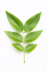 Green leaves  on white background.