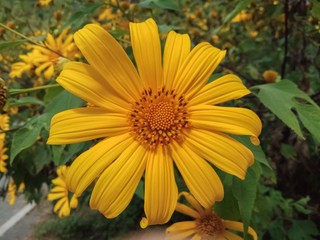 Beautiful mexican sunflower on the mountains in Thailand