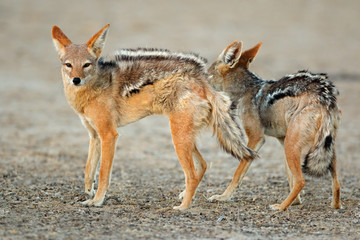Naklejka na ściany i meble A pair of black-backed jackals (Canis mesomelas), Kalahari desert, South Africa.