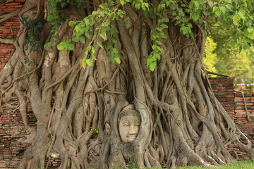 Buddha Head in Big tree at Wat Mahathat Thailand