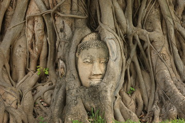 Fototapeta na wymiar Buddha Head in Big tree at Wat Mahathat Thailand