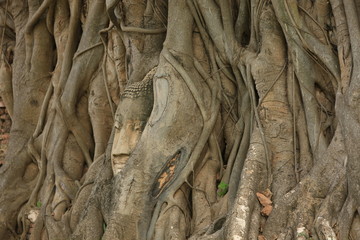 Fototapeta na wymiar Buddha Head in Big tree at Wat Mahathat Thailand