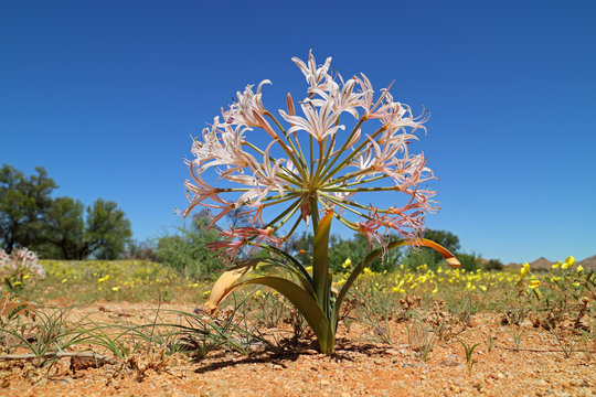 Flowering candelabra flower (Brunsvigia spp.), southern Namibia.