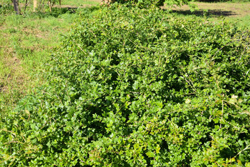 Fototapeta na wymiar rows of green gooseberry plants in the garden