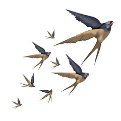 Fototapeta premium Swallow. Birds in flight, isolated on white background.
