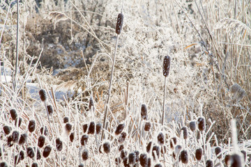 abstract pattern background with frosted bulrush, corn dog in winter covered with snow on it