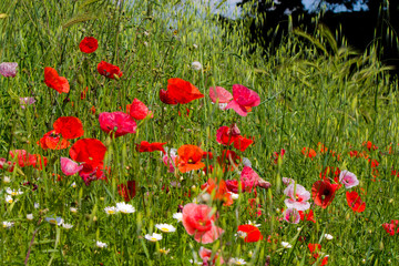  red poppies in a summer meadow