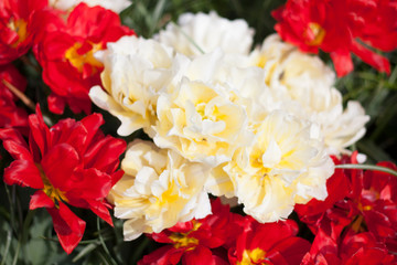 Tulips 11