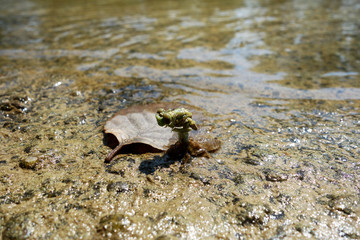 The birth of a dragonfly on the river bank