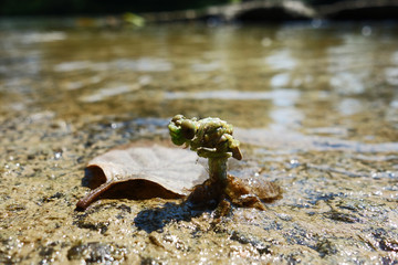The birth of a dragonfly on the river bank