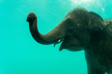 Elephant show swimming and blow the bubbles out of the trunk underwater in Thailand.