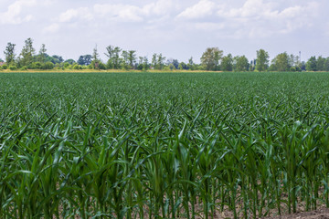 Fototapeta na wymiar grüne Maispflanzen