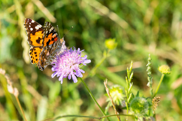 Butterfly on a purple flower on the field. close up