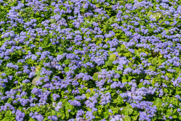 Purple flowers. Flower background