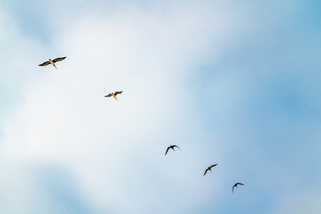 Cloudy Blue Sky and Flock of Birds