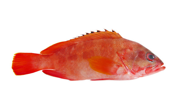 Red grouper fish isolated on white background