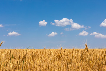 Fototapeta na wymiar Scenery of wheat field and the blue, cloudy sky