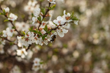 Bee on a cherry branch in the garden