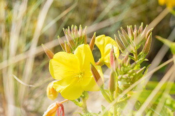 fleures sauvages dans les dunes