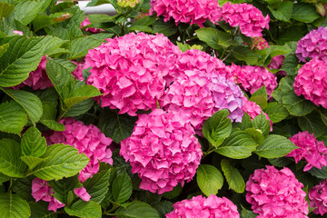colorful hydrangea garden on the street
