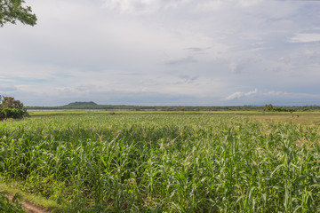 corn field and meadow and lake danao in the background under a white clouds sky
