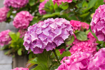 colorful hydrangea garden on the street