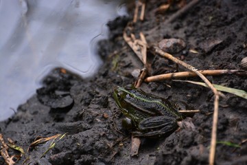 green marsh frog on land