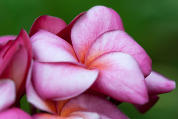Fototapeta na wymiar plumeria flowers closeup — tropical plant