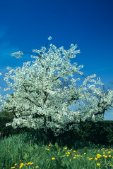 Apple blossom, new fruit plantation, young trees, Altes Land area, fruit-producing region, Jork, Lower Saxony, Germany, Europe