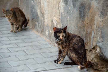 cats in the street