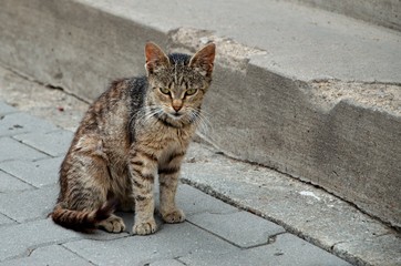 cat in the street