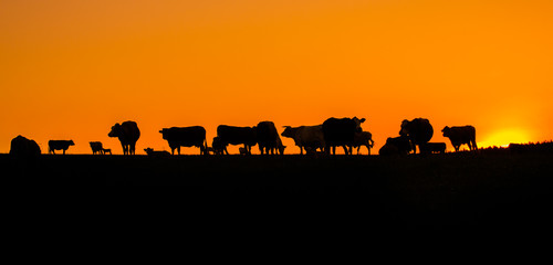 Morning pasture, silhouette of cattle grazing before sunrise. Herd of cows on a summer morning.