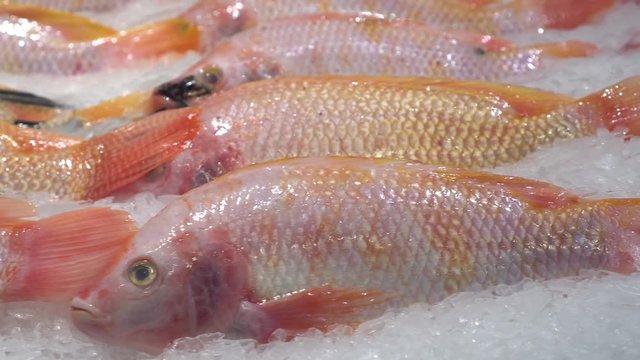 Fresh Red Tilapia on crushed ice