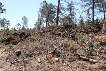 Windbruch im Wald Sturmschaden