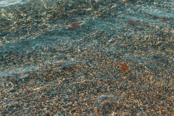many jellyfishes swimming near the shore